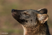 BZCF00078 - Crab-eating Fox