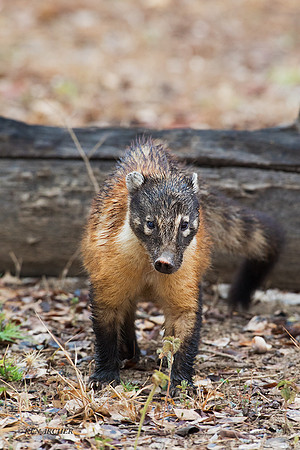 BZCI00017 - South American Coati
