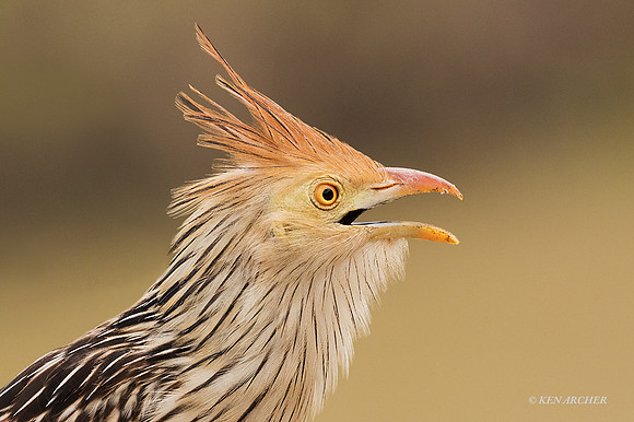 BZGC00013 - Guira Cuckoo