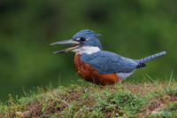 BZRK00115 - Ringed Kingfisher