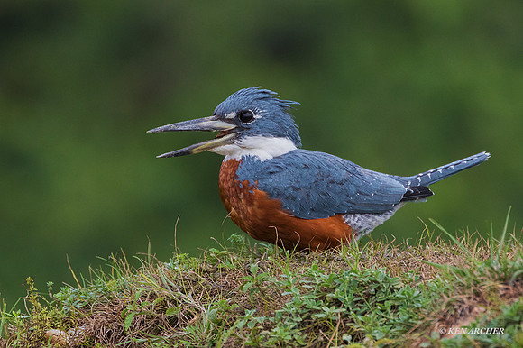 BZRK00115 - Ringed Kingfisher