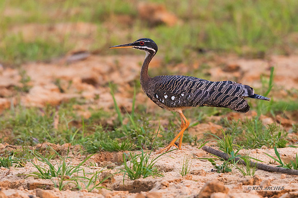 BZSB00018 - Sunbittern