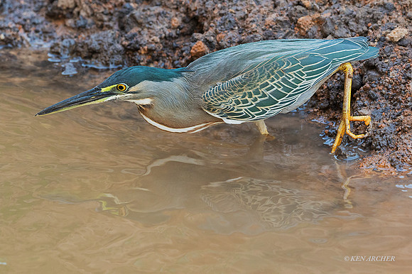 BZSH00079 - Striated Heron