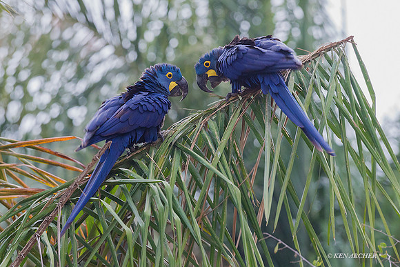 BZHM00056 - Hyacinth Macaw