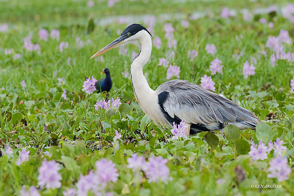 BZCH00093 - Cocoi Heron