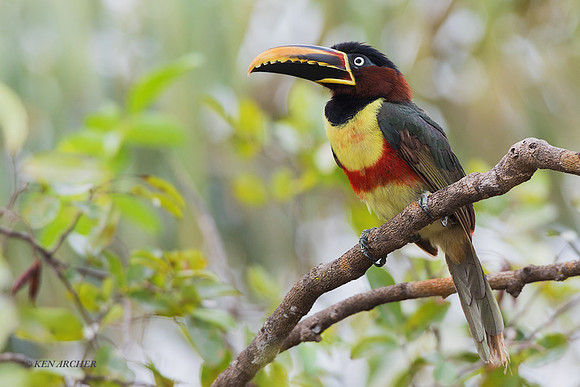 BZCA00032 - Chestnut-eared Arcari