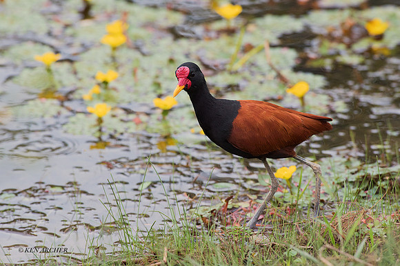BZWJ00005 - Wattled Jacana