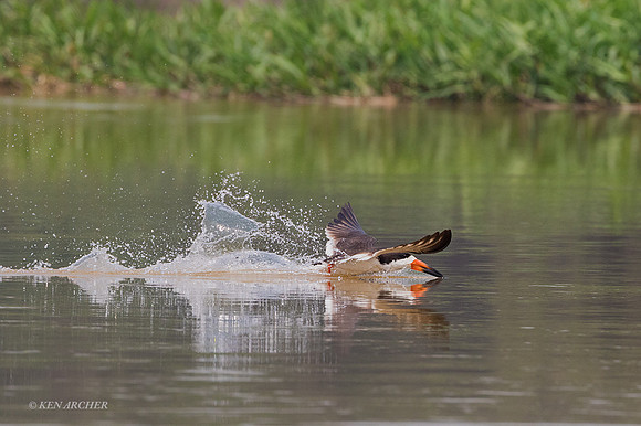 BZBS00037 - Black Skimmer