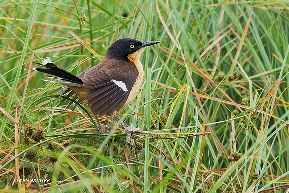 BZBD00000 - Black-capped Donacobius