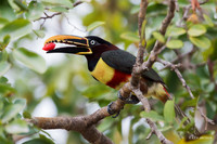 BZCA00026 - Chestnut-eared Arcari