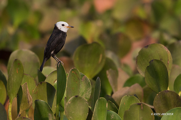 BZWT00022 - White-headed Marsh Tyrant