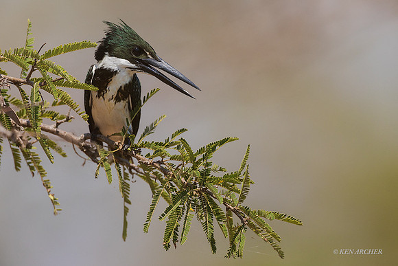 BZAK00024 - Amazon Kingfisher