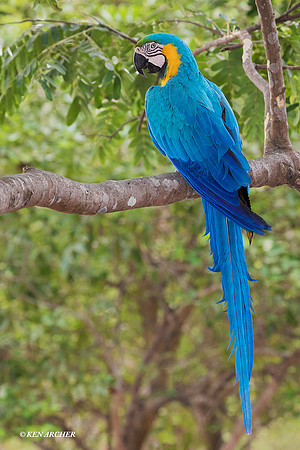 BZBG00290 - Blue & Gold Macaw