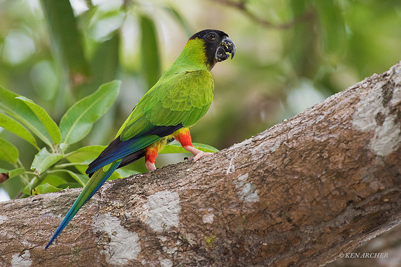 BZNP00066 - Nanday Parakeet