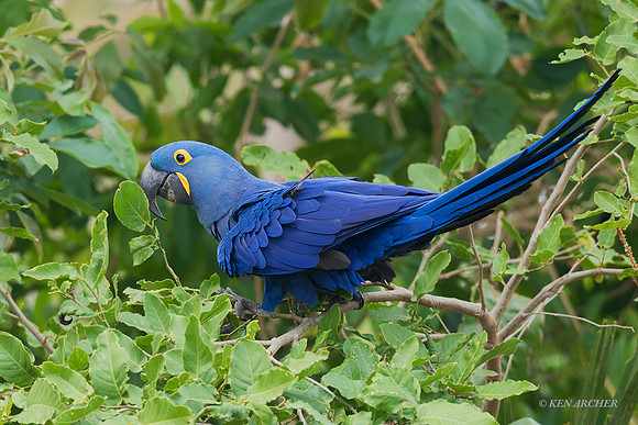 BZHM00174 - Hyacinth Macaw