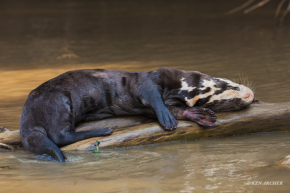 BZGO00345 - Giant Otter