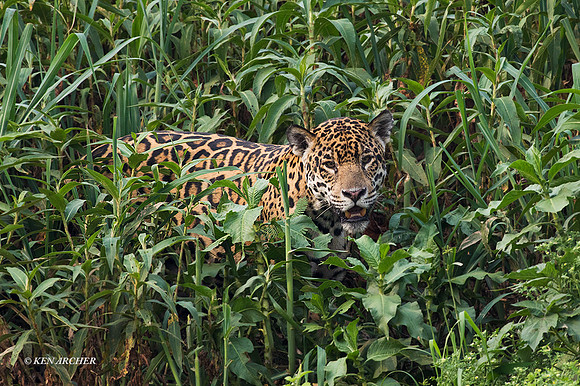 BZJR00502 - Jaguar