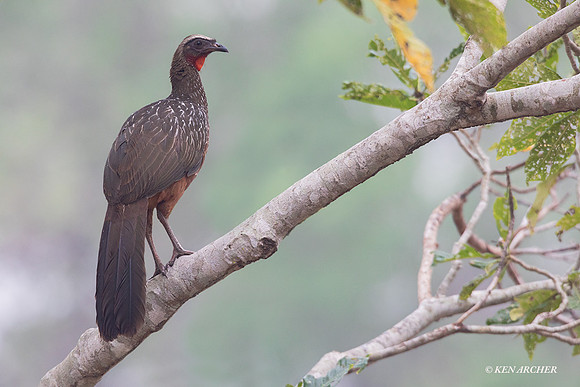 BZCG00007 - Chestnut-bellied Guan