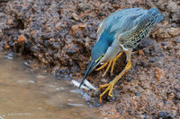BZSH00062 - Striated Heron
