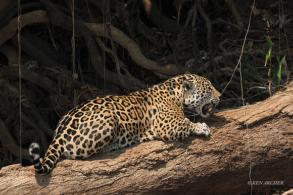 BZJR00050 - Jaguar