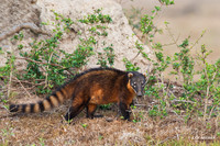 BZCI00004 - South American Coati