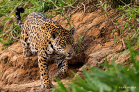 BZJR00602 - Jaguar
