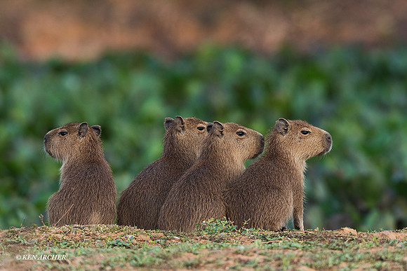 BZCA00078 - Capybara