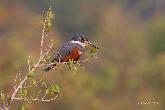 BZRK00075 - Ringed Kingfisher