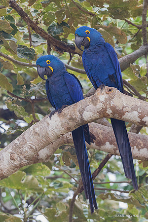 BZHM00068 - Hyacinth Macaw