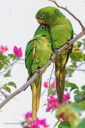 BZWP00005 - White-eyed Parakeet