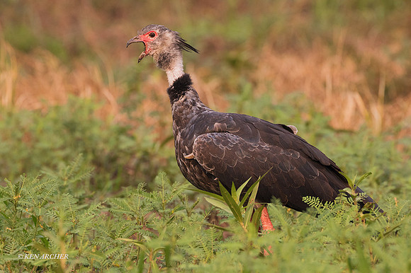 BZSS00009 - Southern Screamer