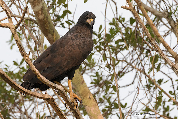 BZGB00027 - Great Black Hawk