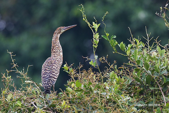 BZTH00140  - Rufescent Tiger Heron