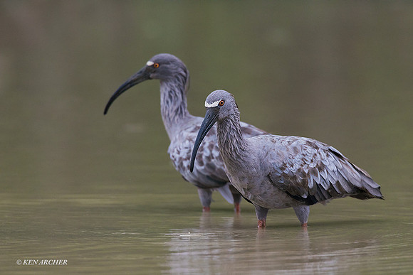 BZPI00066 - Plumbeous Ibis