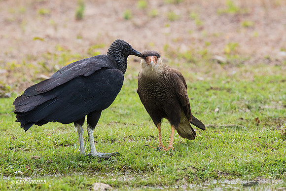 BZSC00010 - Southern Caracara