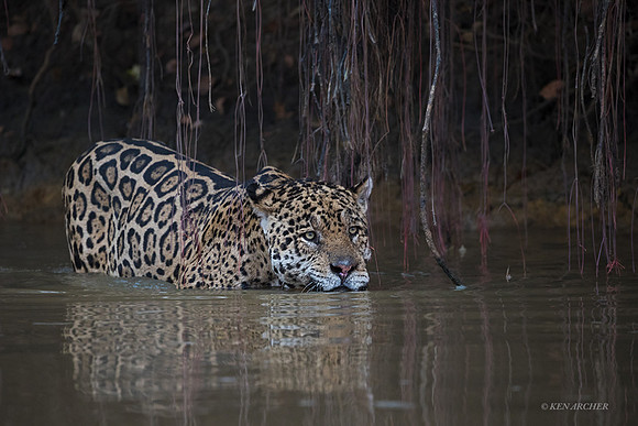 BZJR00260 - Jaguar