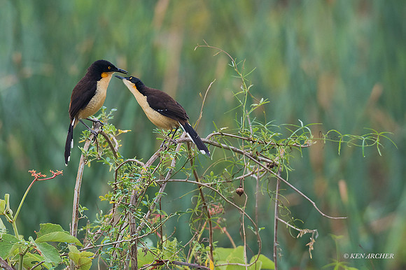 BZBD00035 - Black-capped Donacobius