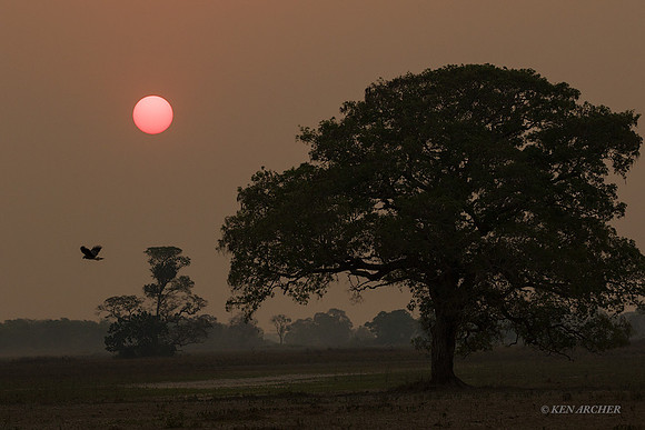 BZLS00006 - Pantanal Brazil
