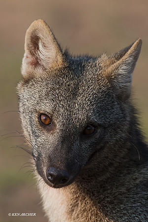 BZCF00083 - Crab-eating Fox