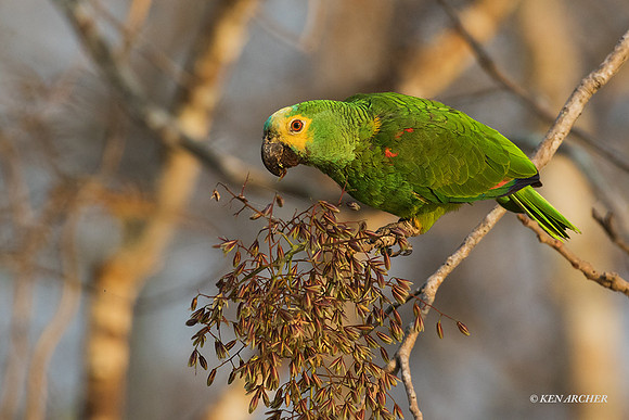 BZBP00019 - Blue-fronted Parrot