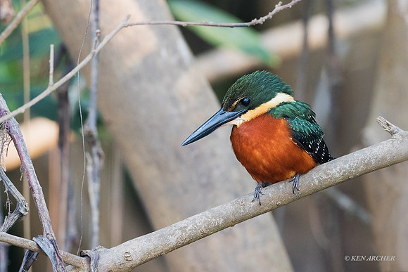 BZGS00014 - Green and rufous Kingfisher