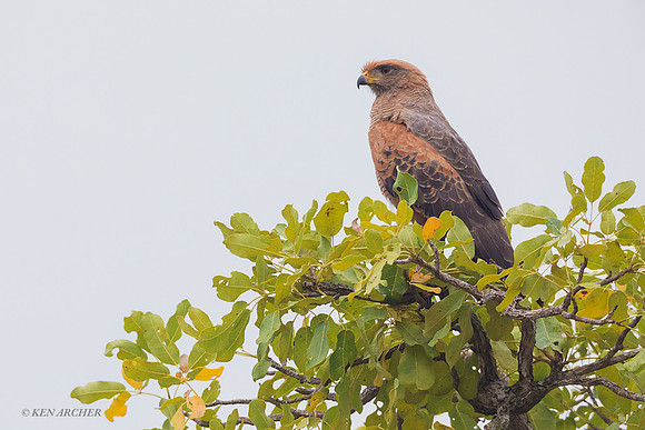 BZSH00006 - Savanna Hawk