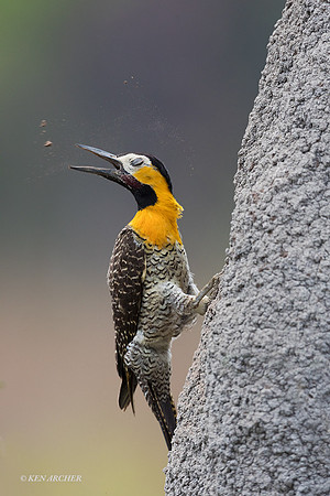 BZFF00031 - Field Flicker