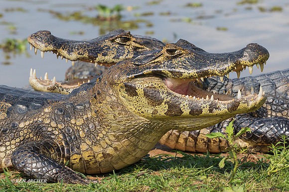 BZYC00069 - Yacare Caiman