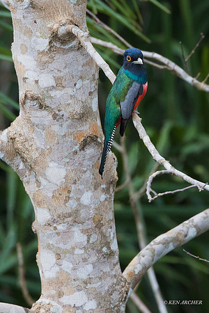 BZBT00009 - Blue-crowned Trogon
