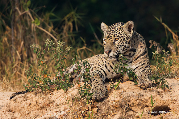 BZJR00385 - Jaguar