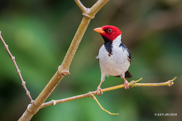 BZYB00063 - Yellow-billed Cardinal
