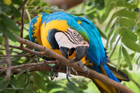 BZBG00201 - Blue & Gold Macaw