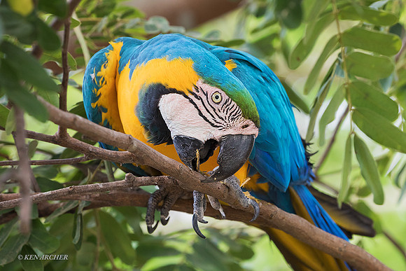 BZBG00201 - Blue & Gold Macaw