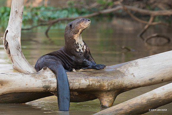 BZGO00240 - Giant Otter